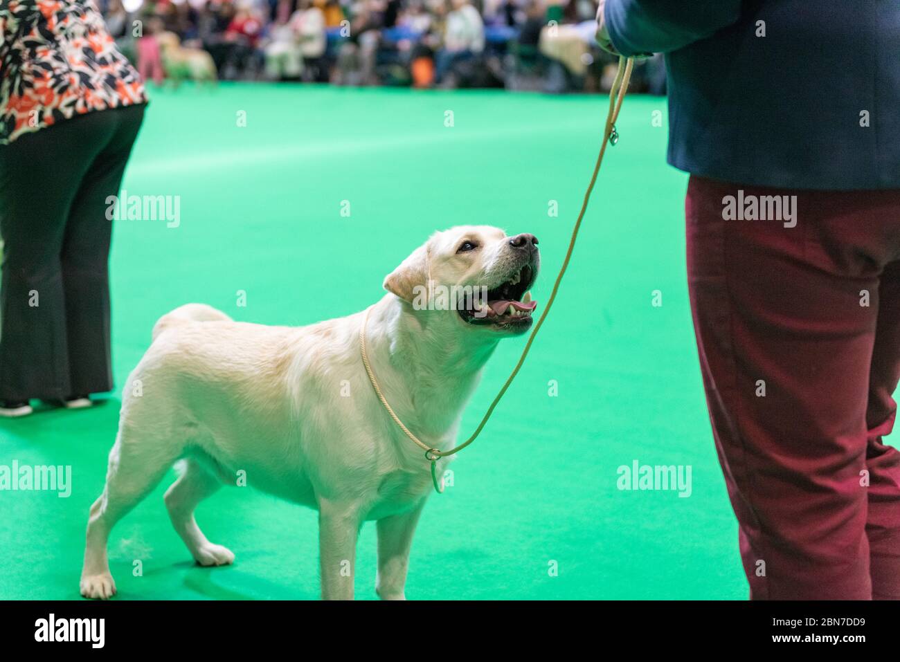 Labrador retrievers waiting with their handlers waiting to be judged at Crufts 2020 Stock Photo