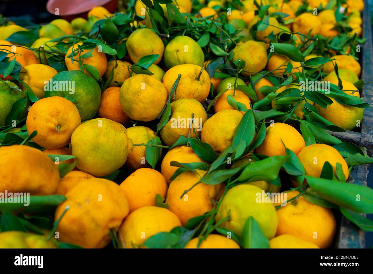 Bring yellow and green oranges for sell in an open air street market in