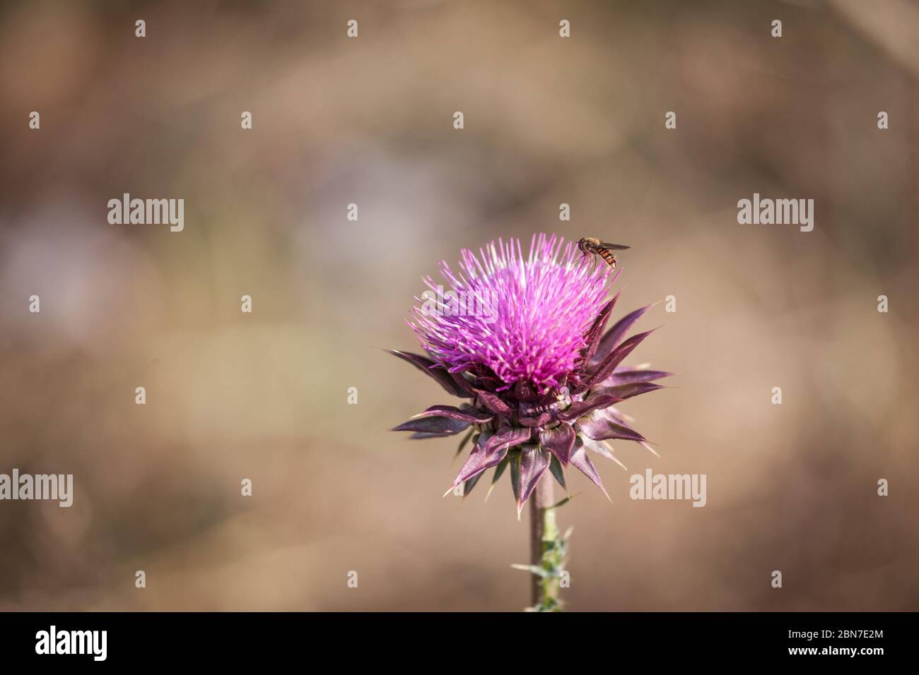Bee flying over a purple milk thistle, pollinizing the flower. The thistle, or silybum marianium, is a spike wild flower present in Europe.  Picture o Stock Photo