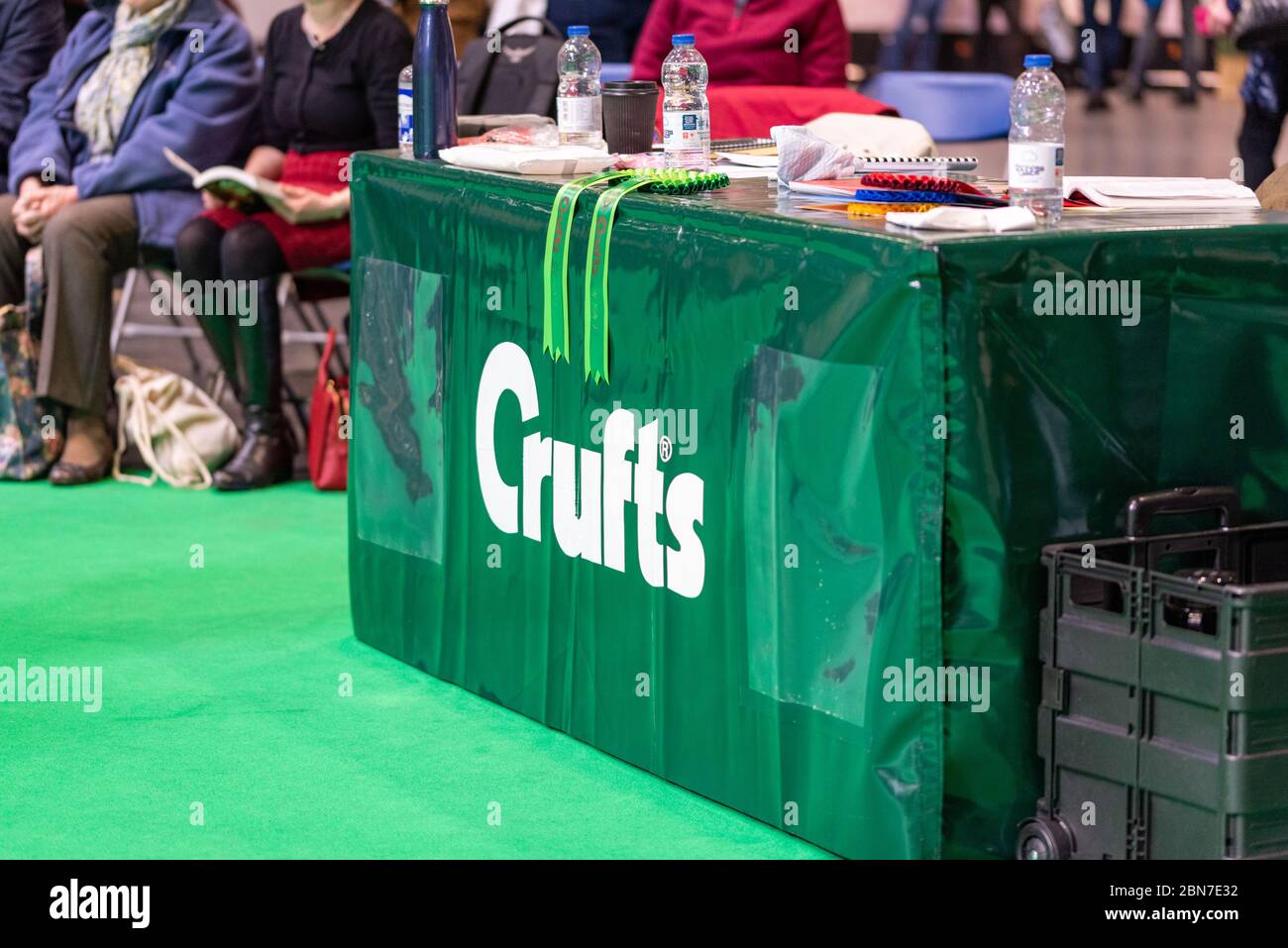 Labrador being judged during crufts 2020 Stock Photo
