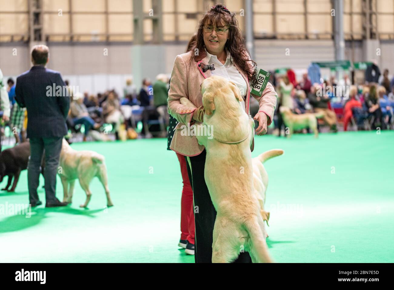 Labrador jumping up its owner while waiting to the judged at Crufts Stock Photo