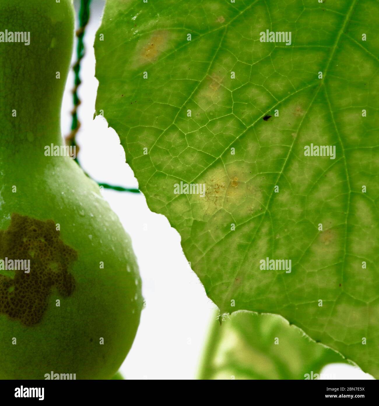 Bottle gourd and leaf underside growing on an overhead vine. Stock Photo