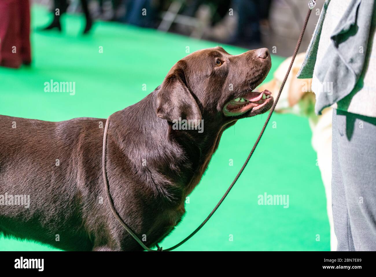 Labrador retrievers waiting with their handlers waiting to be judged at Crufts 2020 Stock Photo