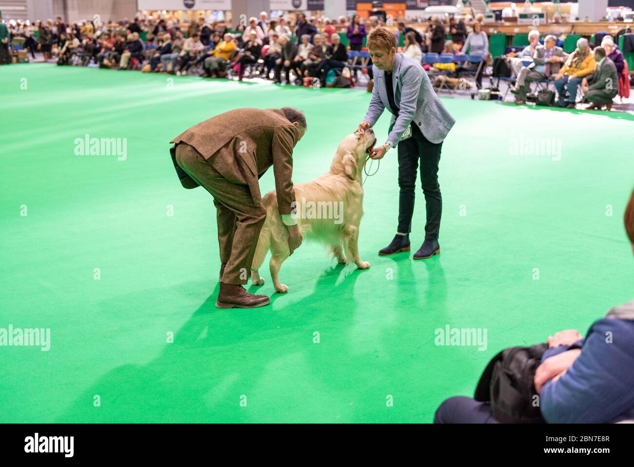 Labrador being judged during crufts 2020 Stock Photo