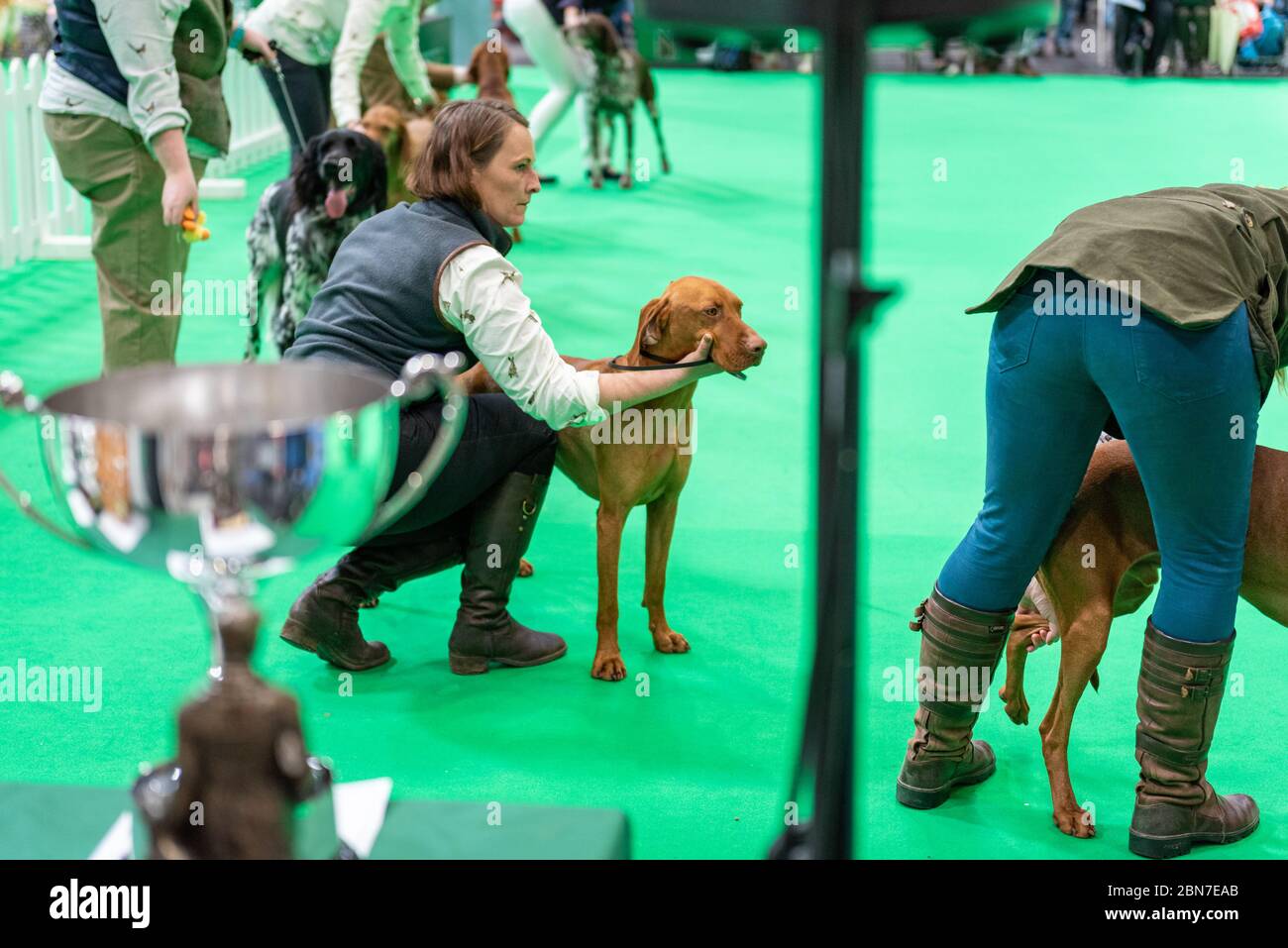 Dogs during crufts 2020 Stock Photo