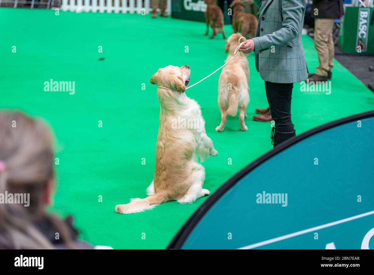 Dogs during crufts 2020 Stock Photo