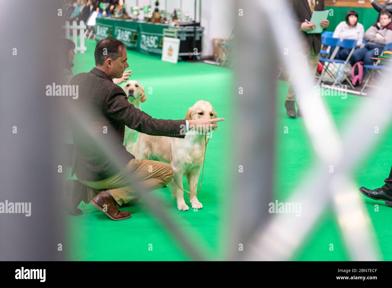 Dogs during crufts 2020 Stock Photo