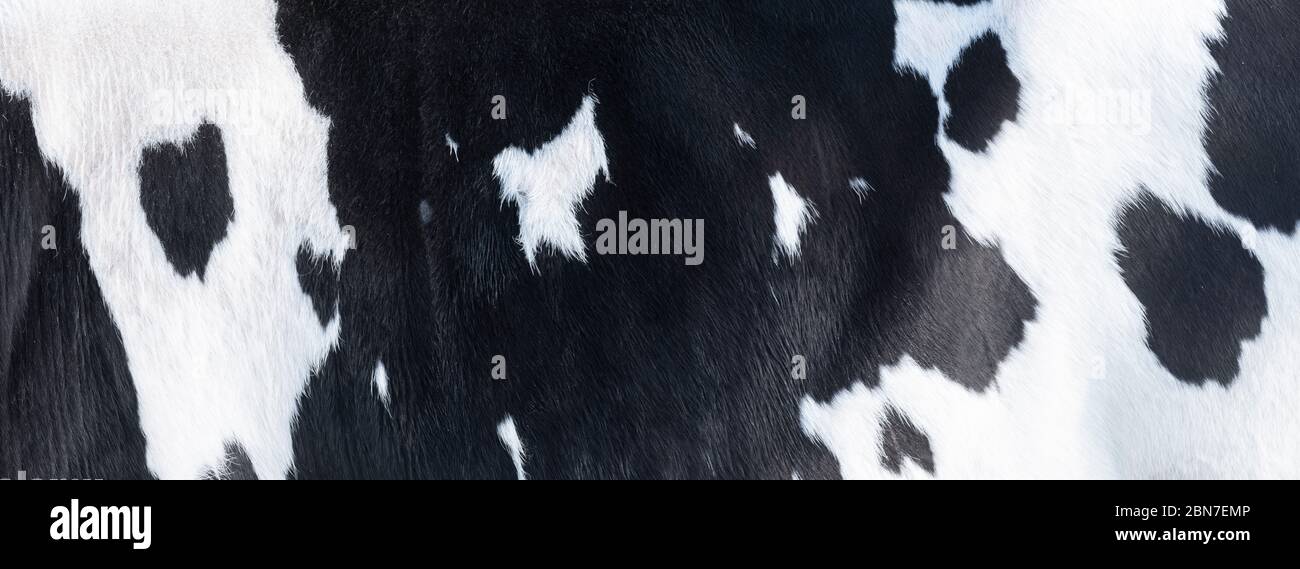 closeup of part black and white hide of spotted cow Stock Photo