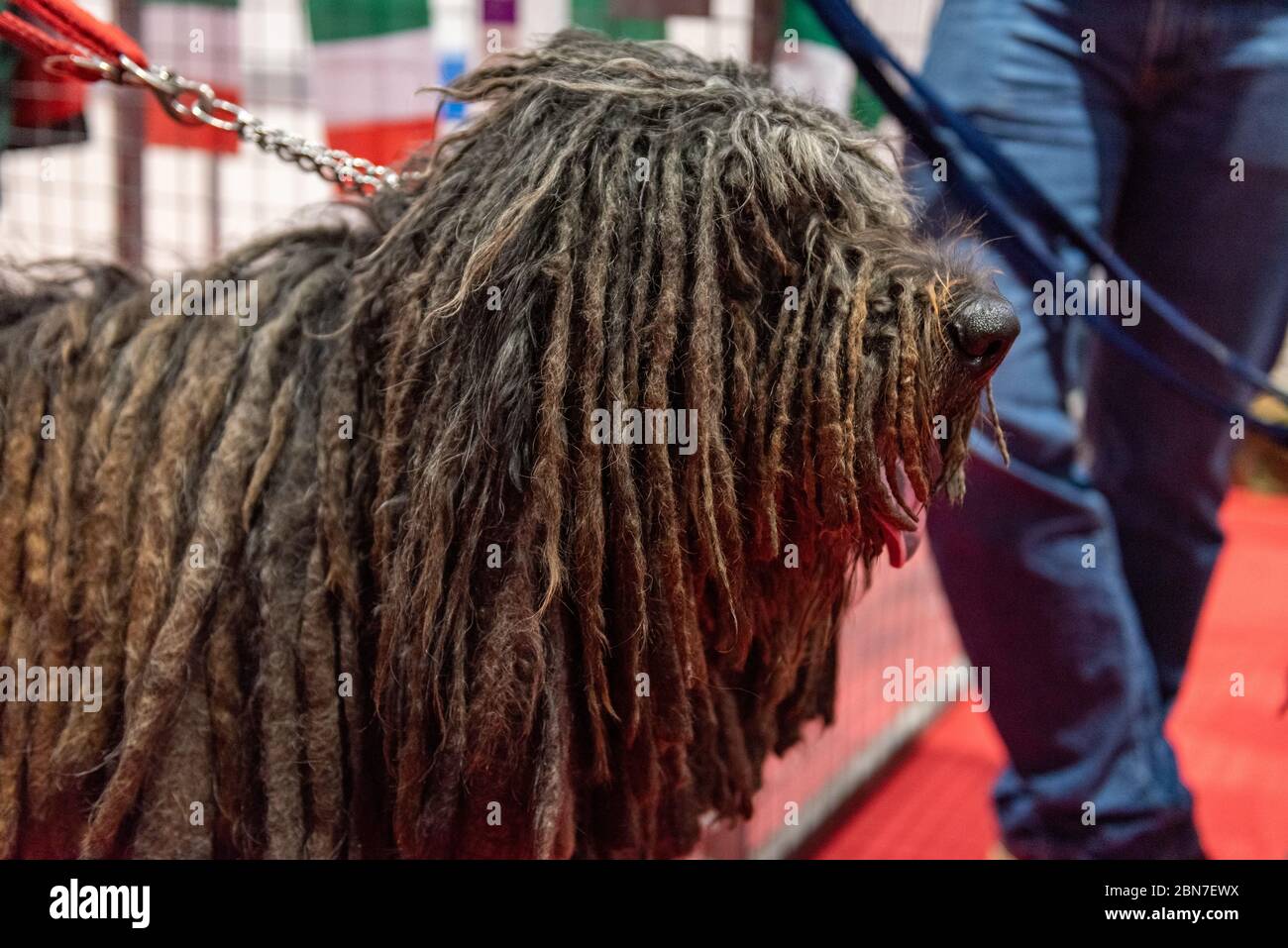 Crufts at the NEC on Gun Dog Day Stock Photo