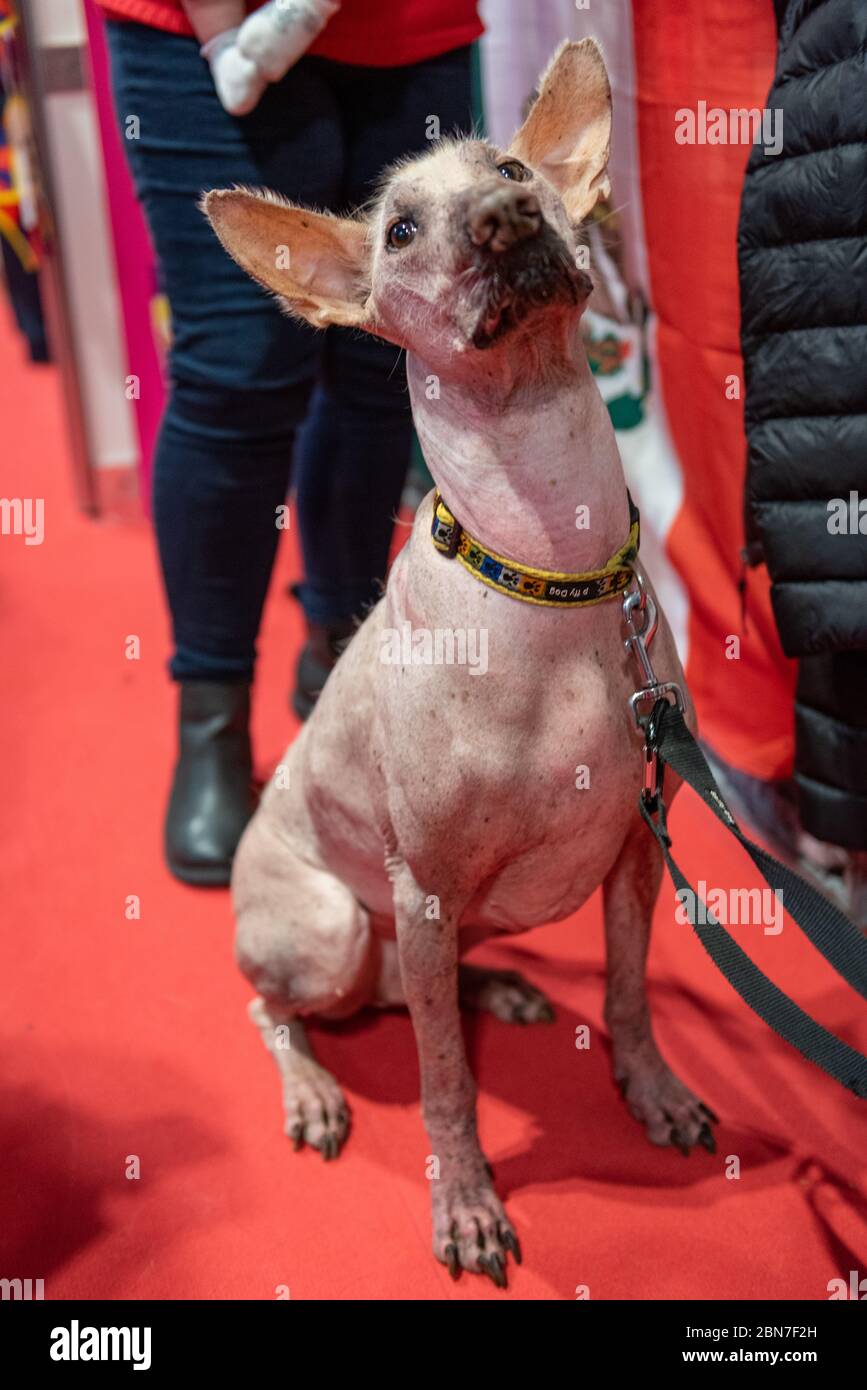 Hairless dog at crufts Stock Photo