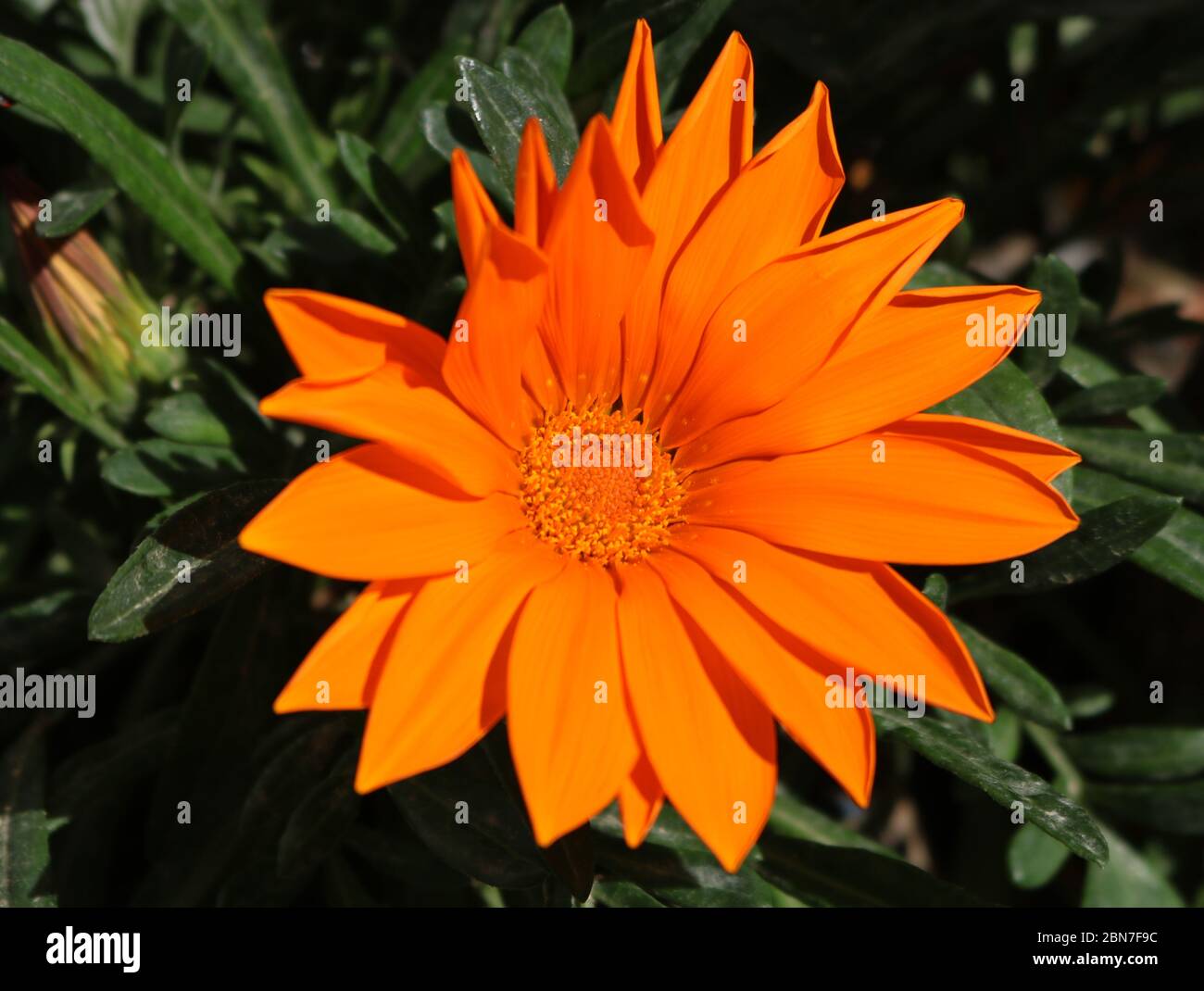 Orange Flower in Paphos Stock Photo