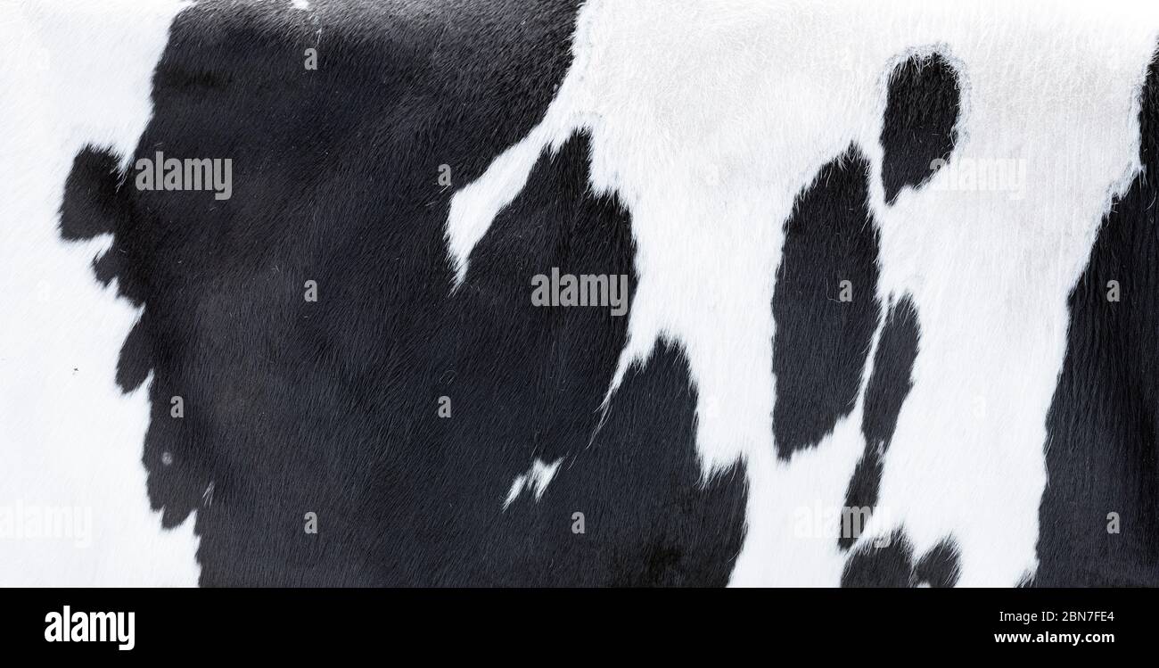 closeup of part black and white hide of spotted cow Stock Photo