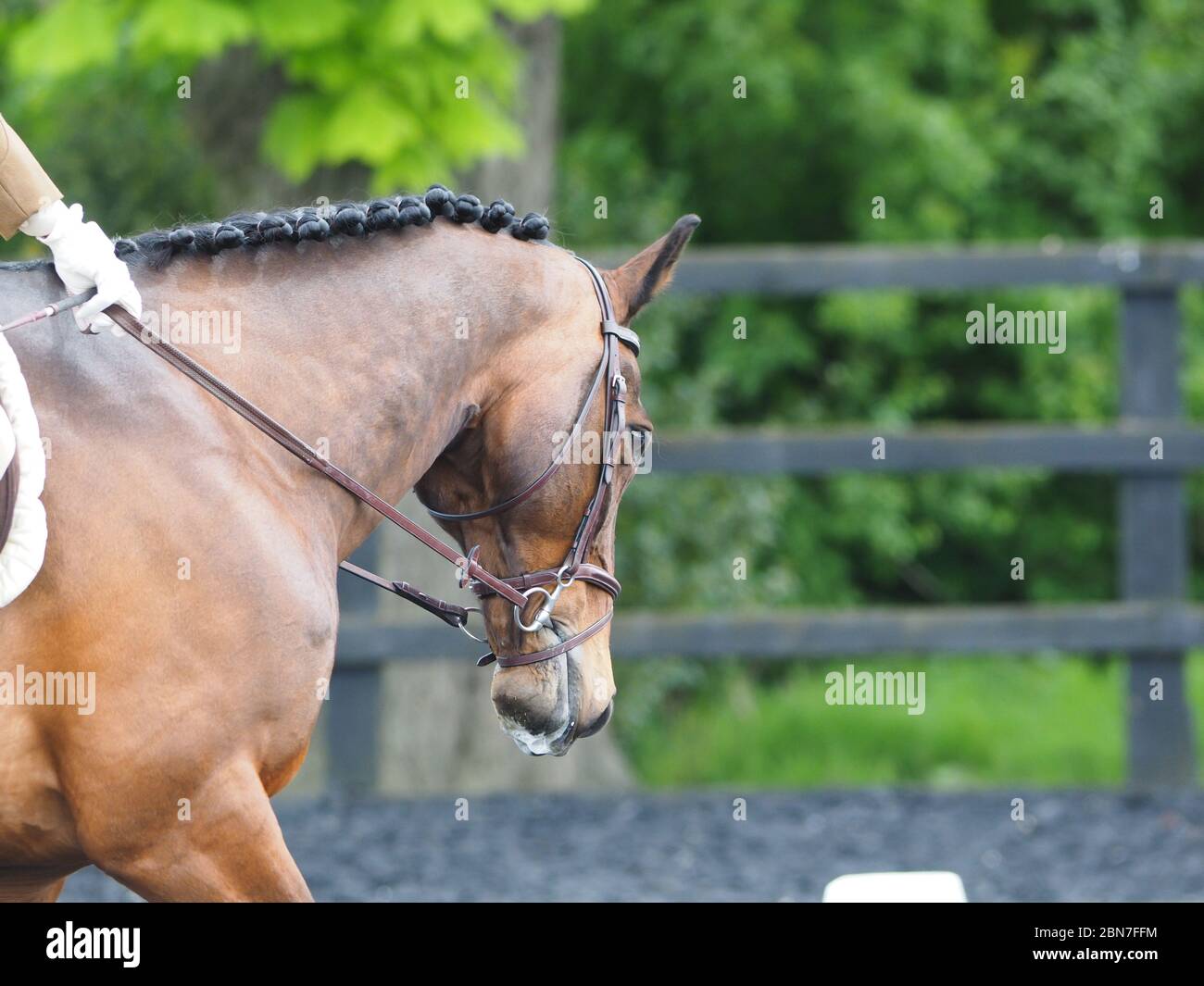 A headshot of a bay plaited horse during a dressage test Stock Photo