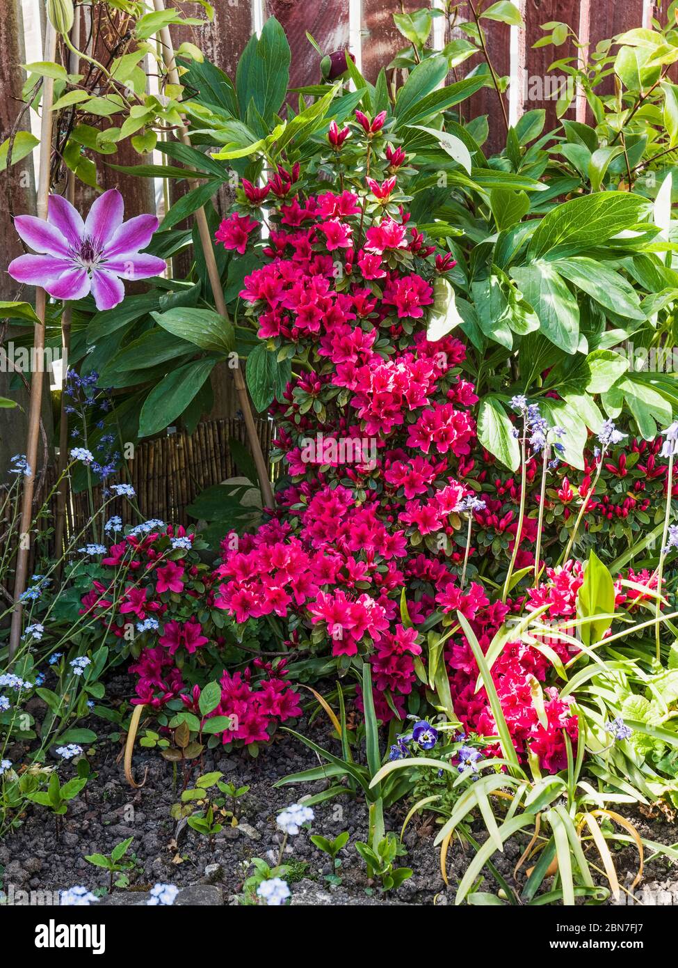 Flowering azalea and clematis plants in a spring garden Stock Photo