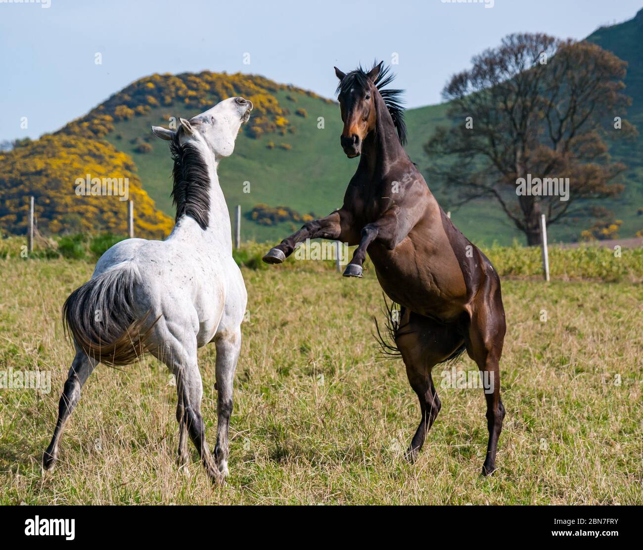 Playful horses rearing in a field on a sunny day, East Lothian, Scotland, UK Stock Photo