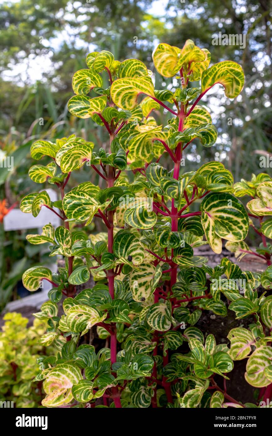 Iresine herbstii species of flowering plant in the amaranth family, Amaranthaceae, also known as chicken gizzard, grown in a garden, Areal, Rio de Jan Stock Photo