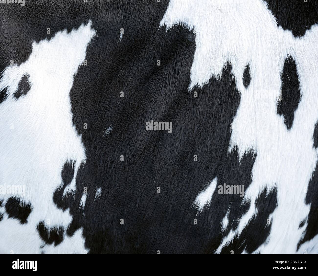 closeup of part black and white hide of spotted cow Stock Photo