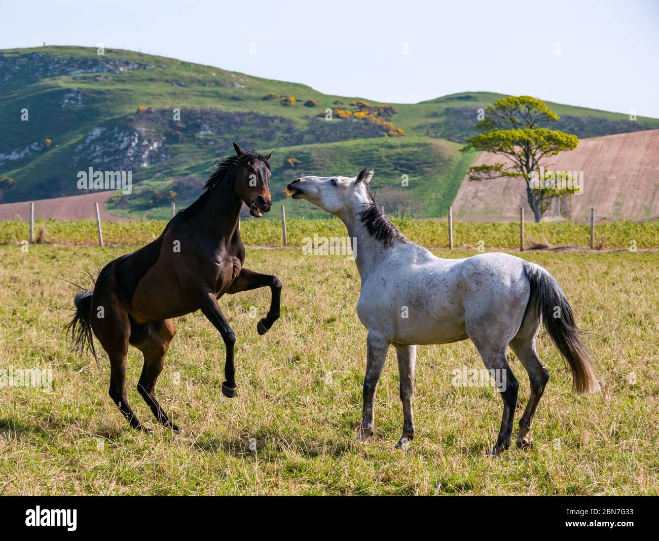 Playful horses baring teeth and rearing in a field on a sunny day, East Lothian, Scotland, UK Stock Photo