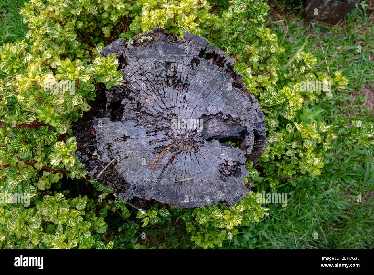 Dry and cut trunk surrounded by the Iresine herbstii plant in a grassy garden, Areal, Rio de Janeiro, Brazil Stock Photo