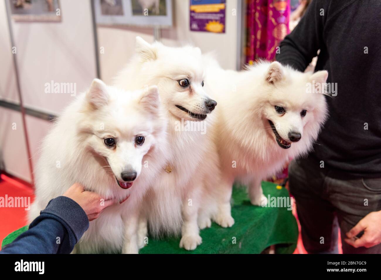 Japanese Spitz dogs at Crufts 2020 Stock Photo
