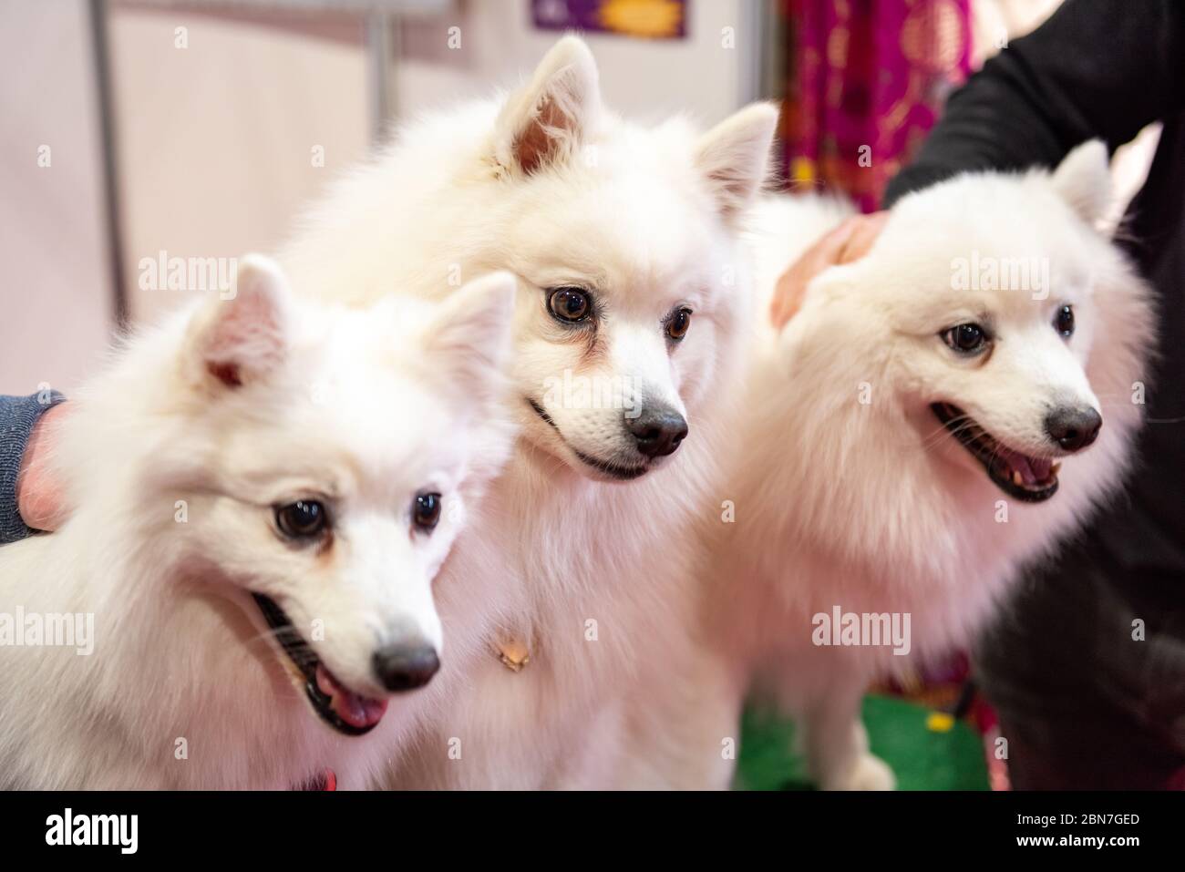 Japanese Spitz dogs at Crufts 2020 Stock Photo