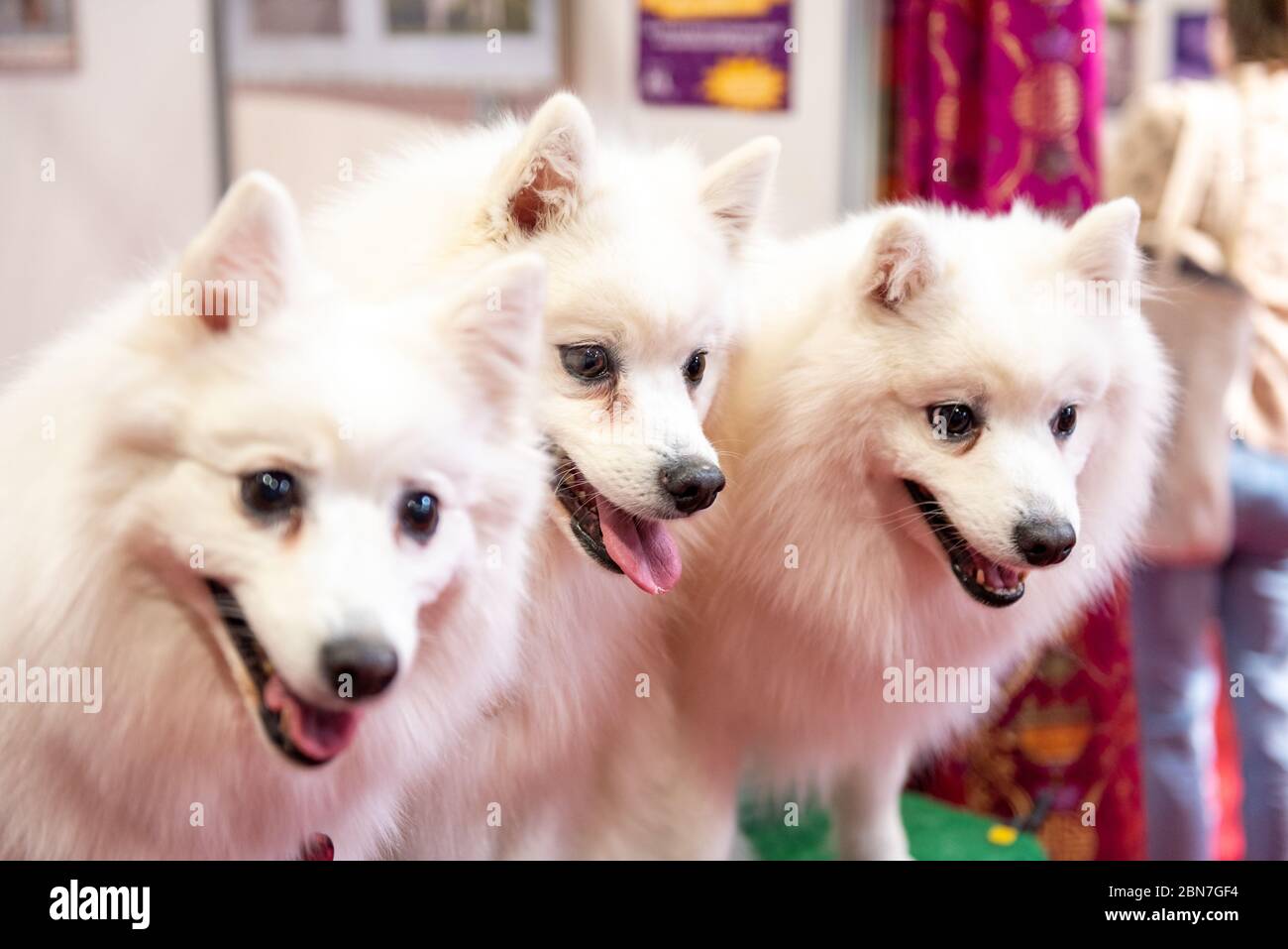 Japanese Spitz dogs at Crufts 2020 Stock Photo