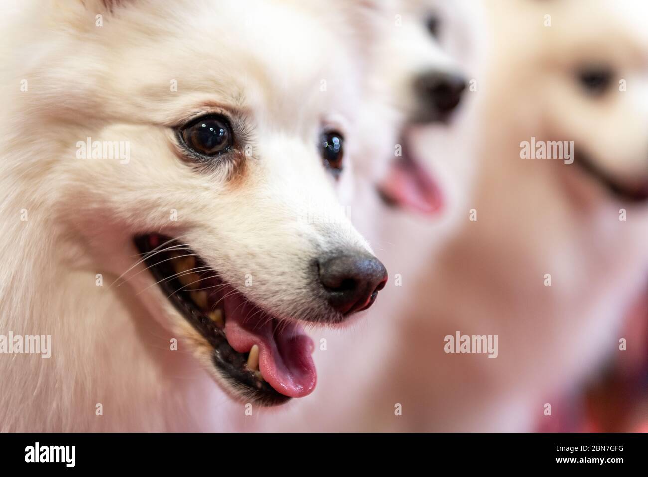 Japanese Spitz dogs at Crufts 2020 Stock Photo