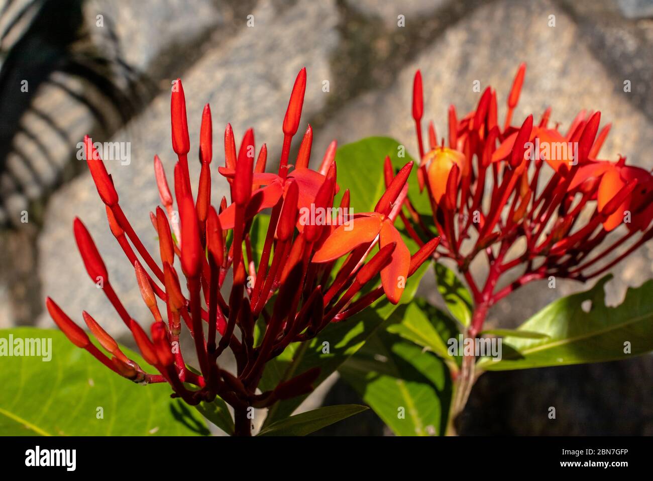 Flower, Ixora coccinea, common flowering shrub native to southern India, Bangladesh and Sri Lanka, still in bloom, Areal, Rio de Janeiro, Brazil Stock Photo