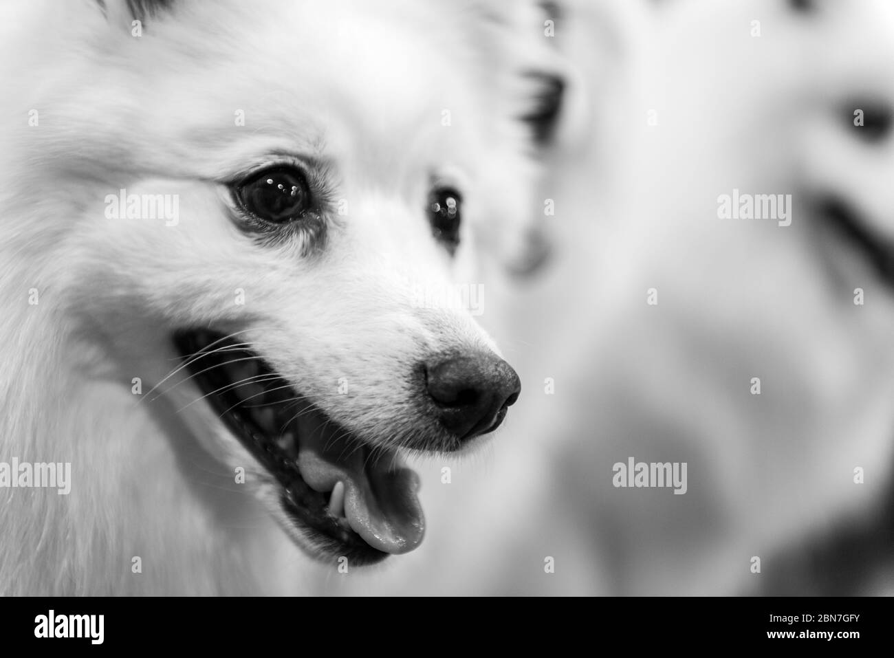 Japanese Spitz dogs at Crufts 2020 Stock Photo