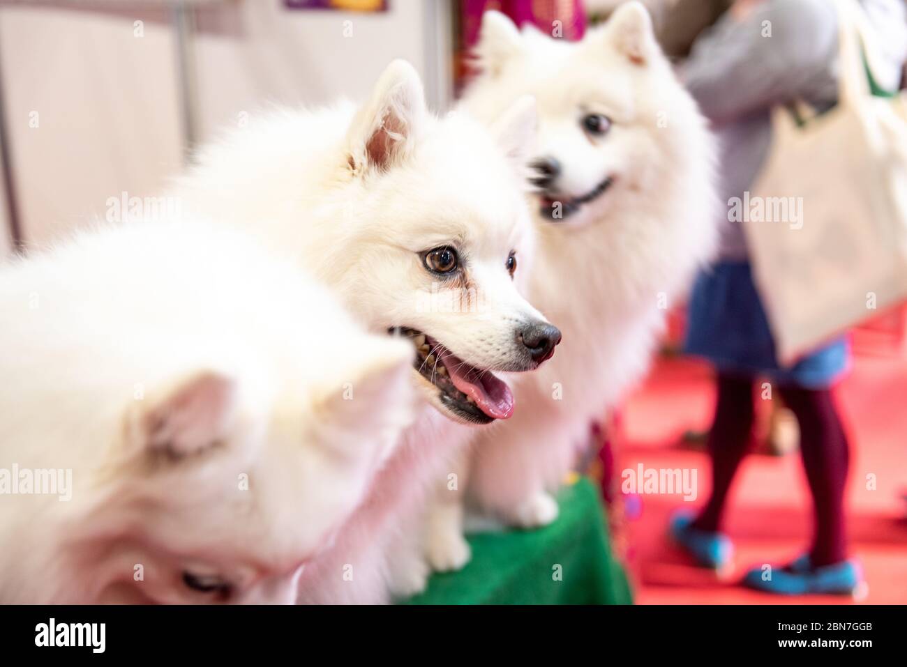 Japanese Spitz dogs at Crufts 2020 Stock Photo