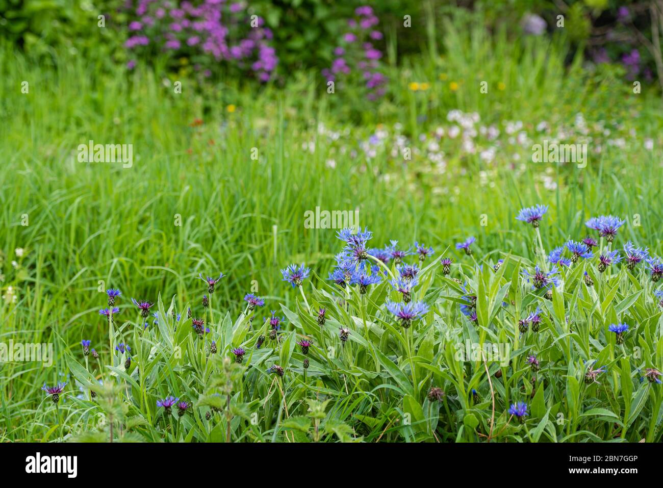 With wild flowers i hi-res stock photography and images - Alamy