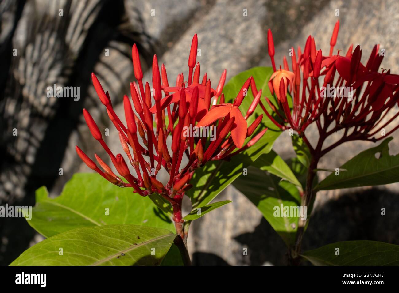 Flower, Ixora coccinea, common flowering shrub native to southern India, Bangladesh and Sri Lanka, still in bloom, Areal, Rio de Janeiro, Brazil Stock Photo