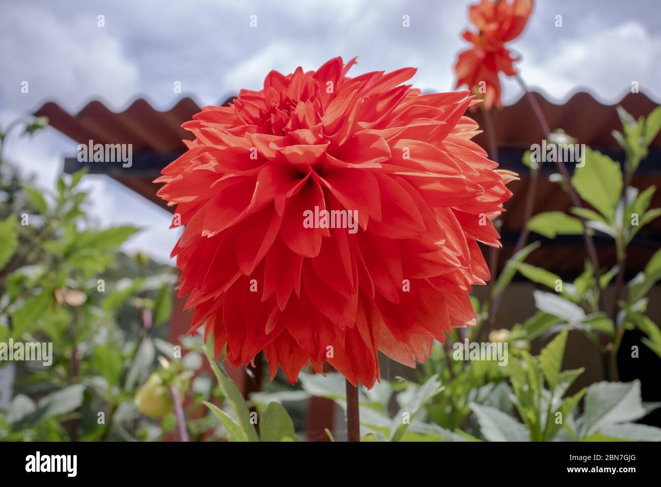 Large red flower named Dahlia, of the botanical genus belonging to the Asteraceae family, in garden, Areal, Rio de Janeiro, Brazil Stock Photo