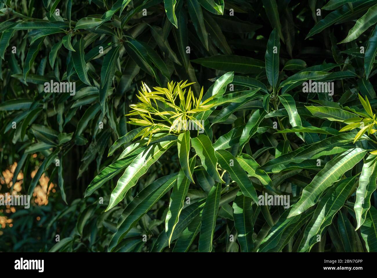Mango Tree Rio Mango tree leaves hi-res stock photography and images - Alamy