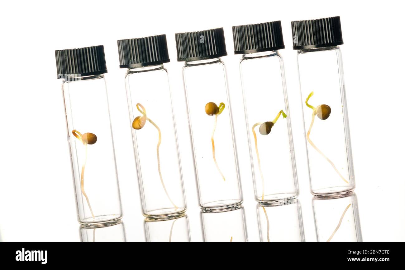 Microgreen sprouts quality control in Sanitary and epidemiological