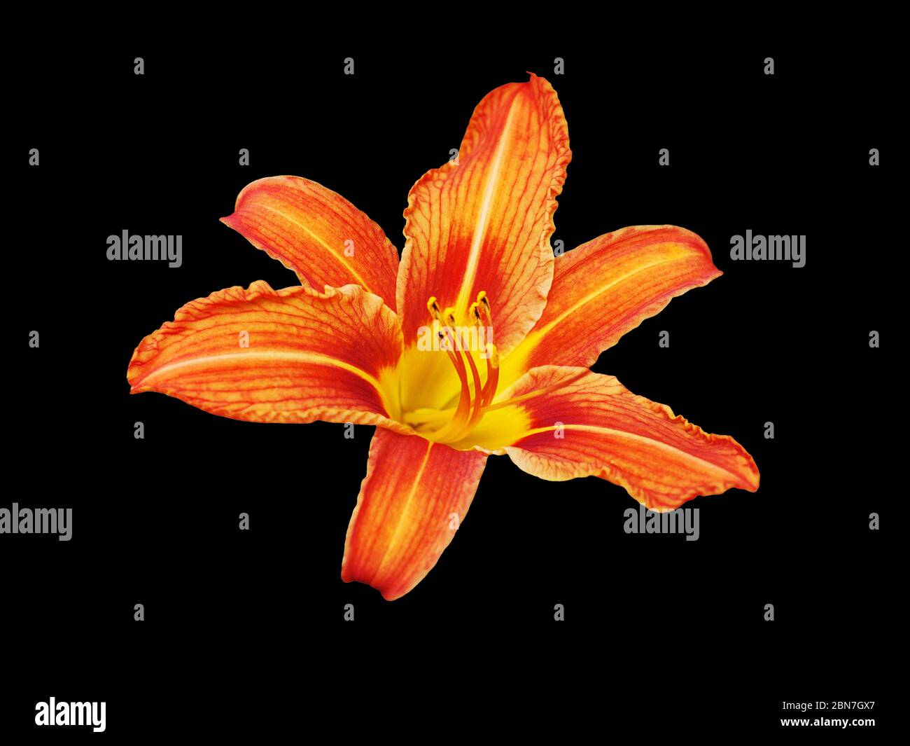 Orange day lily flower black background isolated close up, red and yellow petals lilly, bright beautiful hippeastrum macro, colorful amaryllis flower Stock Photo