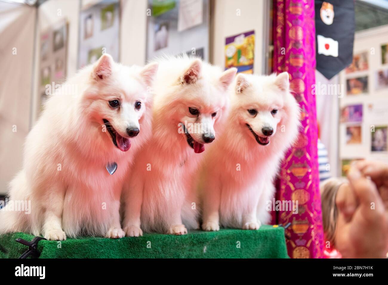 Japanese Spitz dogs at Crufts 2020 Stock Photo