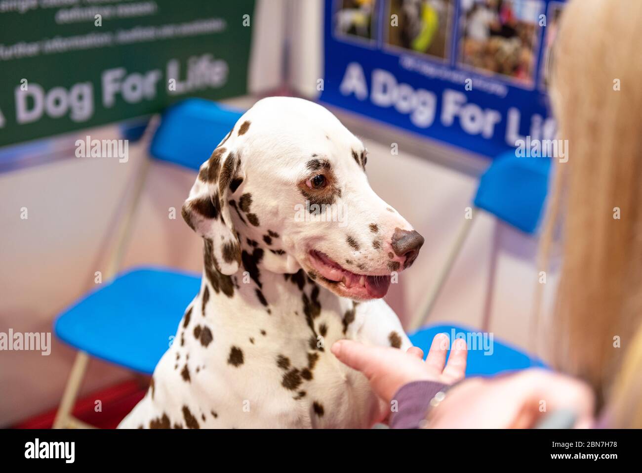 Dalmatien at crufts 2020 Stock Photo