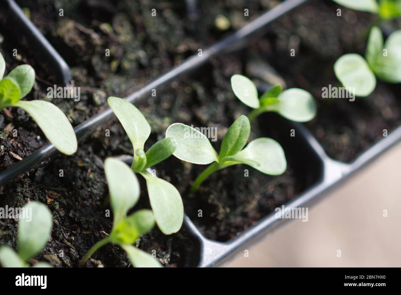 Young Zinnia plants growing in seed tray Stock Photo Alamy