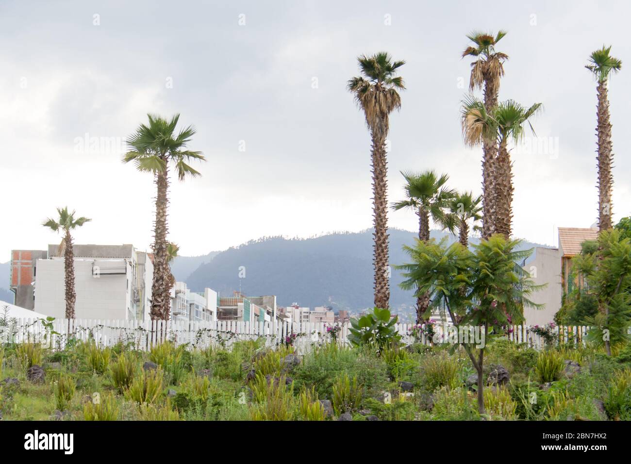 Palm Trees With Houses In The Background Cloudy Sky In Mexico City Stock Photo Alamy
