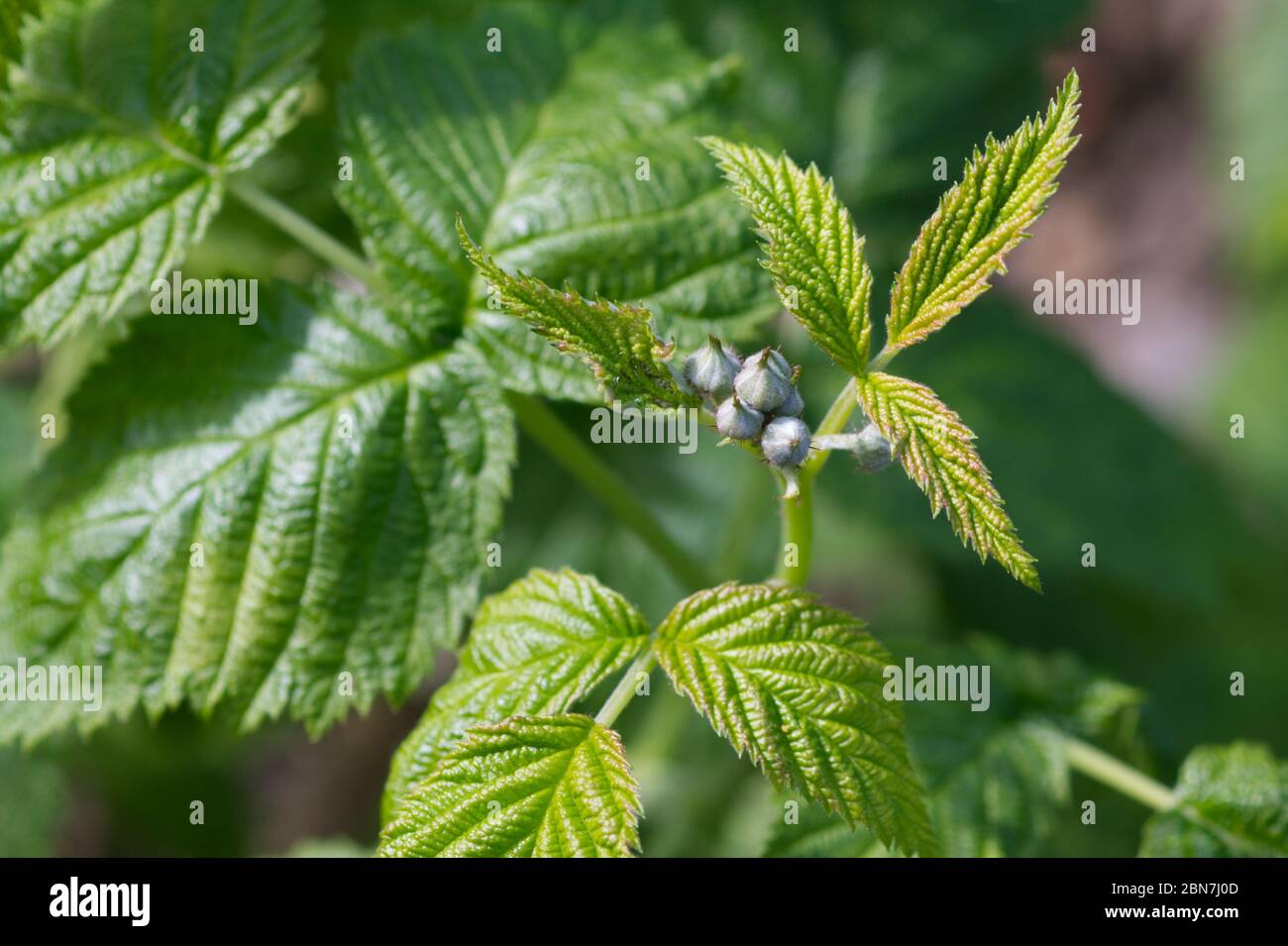 Buds forming on a raspberry bush Stock Photo