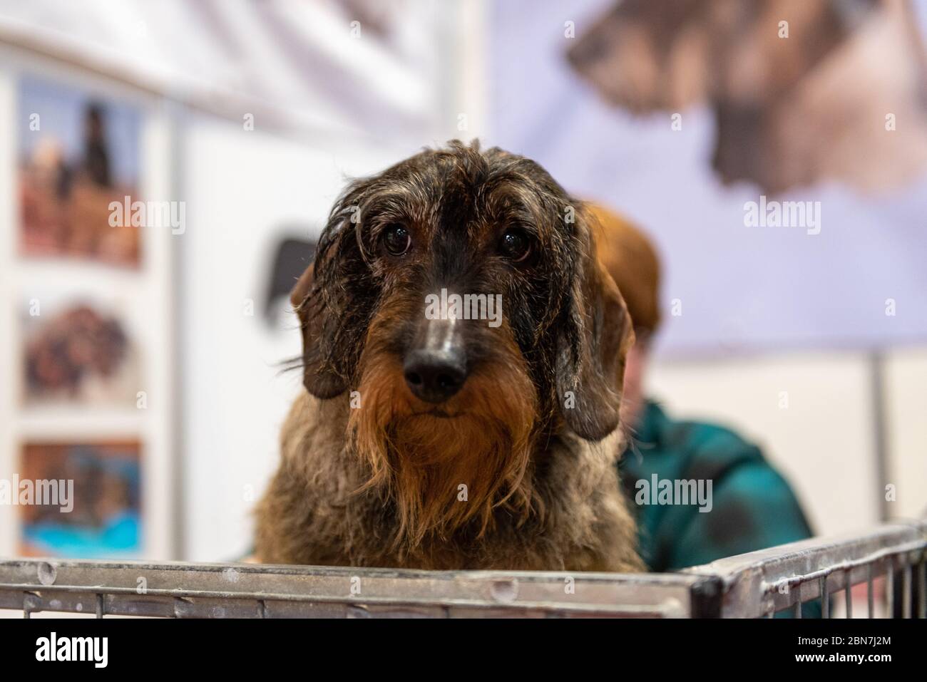 Sad looking dog in a cage at crufts Stock Photo