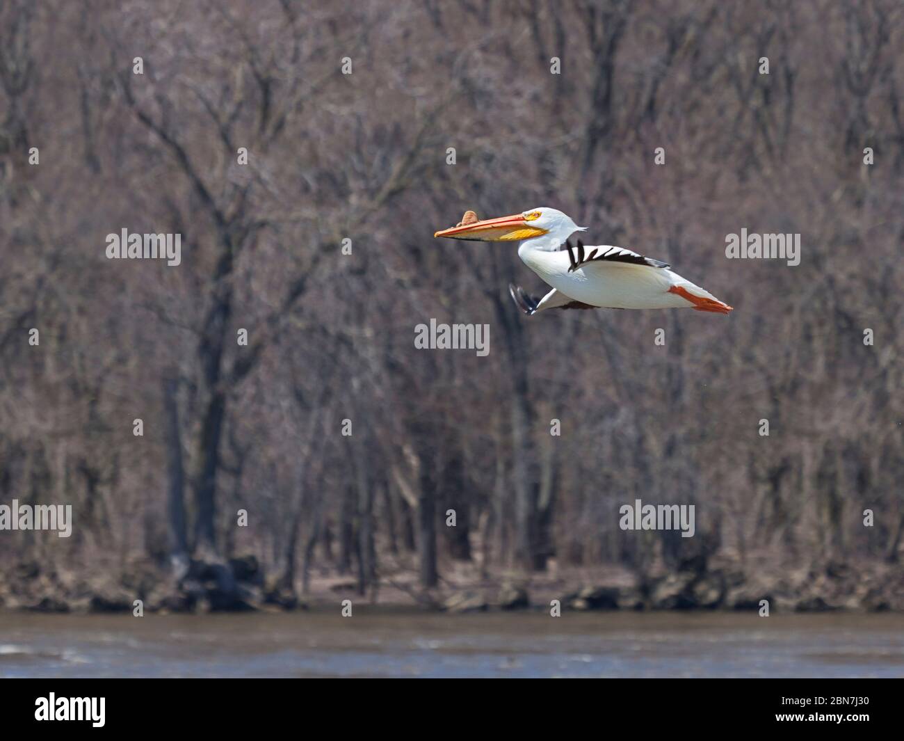 With its striking white feathers, a single American white pelican floats above the muddy waters of the MIssissippi River. Stock Photo