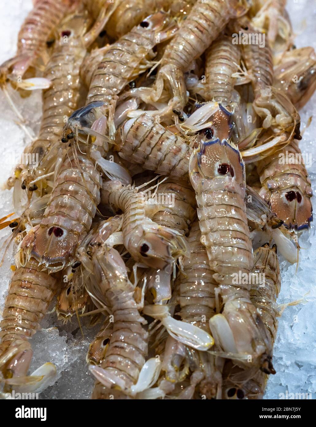 Fresh Squilla Mantis shrimps or sea cicadas at seafood market. Stock Photo