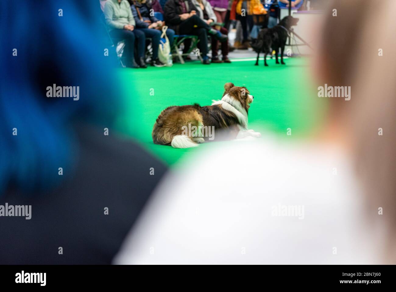 Gun Dog Day at Crufts from the NEC Birmingham Stock Photo