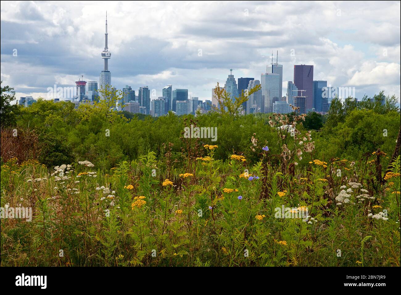 View of Toronto cityscape with natural parkland in the foreground. Stock Photo