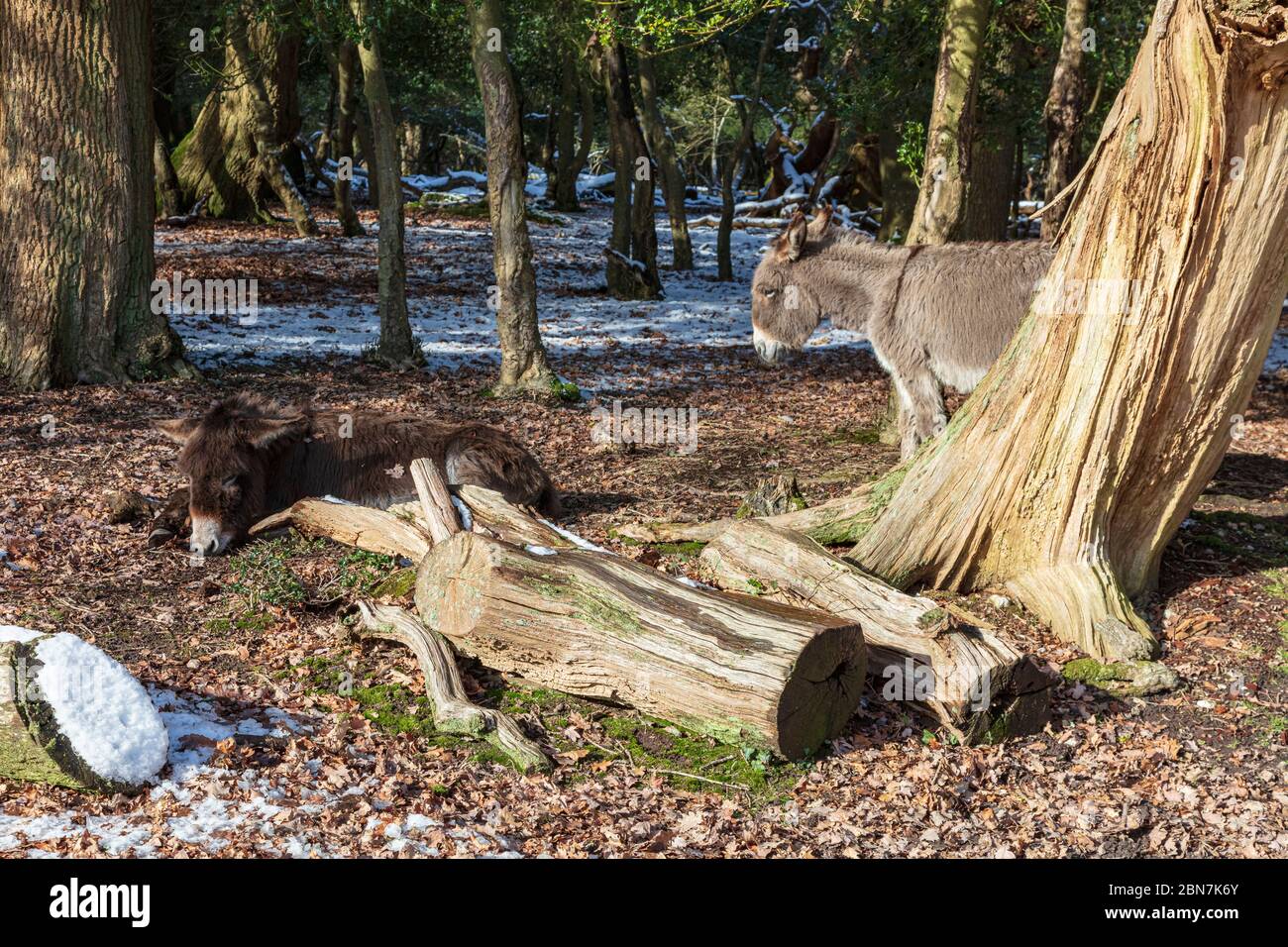 Donkeys in the New Forest woods near Fritham, Hampshire, UK, in the snow, Stock Photo