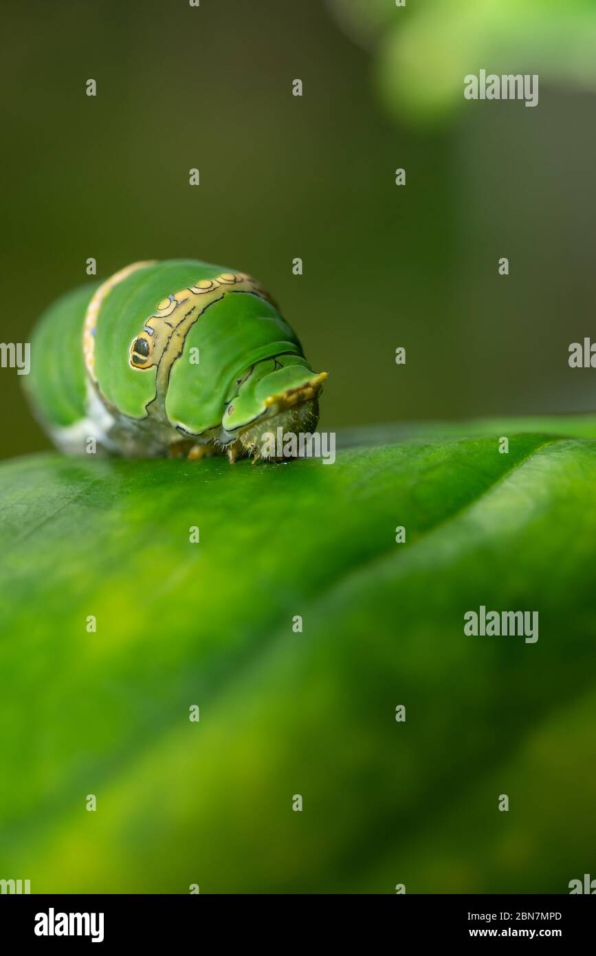 Pupa Caterpillar High Resolution Stock Photography and Images - Alamy