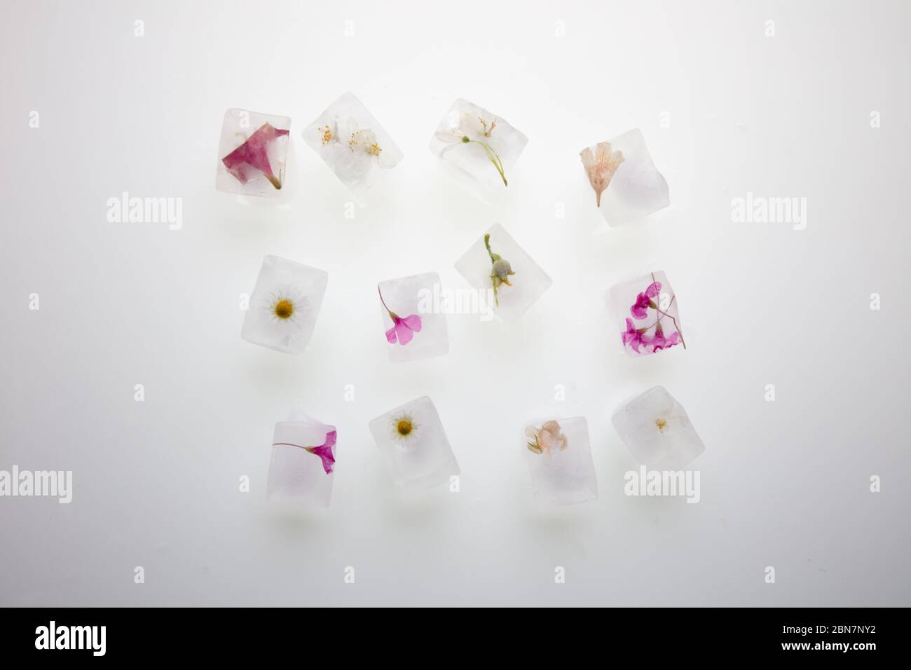 a beautiful photograph of wild spring flowers frozen in transparent ice ...