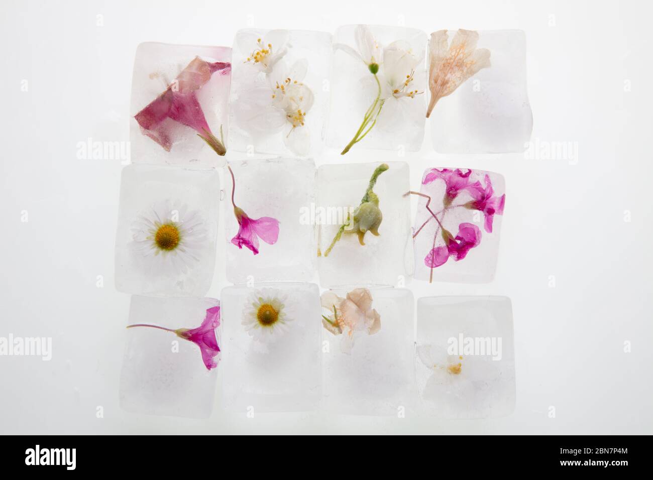 Ice flower spring white new arrivals